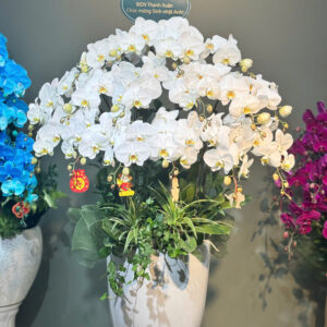 Hồ điệp trắng xanh