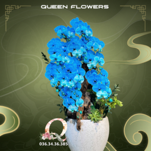 Lan hồ điệp xanh