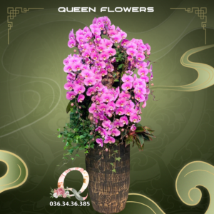 Lan hồ điệp hồng