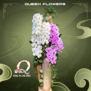 Lan hồ điệp mix