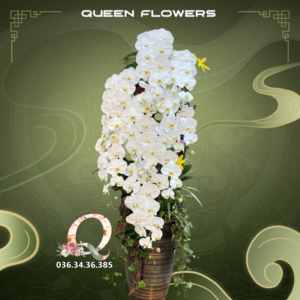 Lan hồ điệp trắng