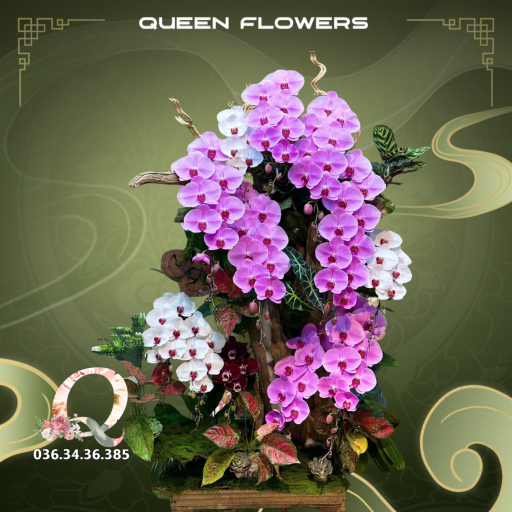 mua hoa lan hồ điệp ở Hà Nội