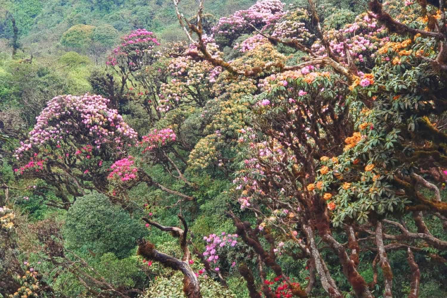 Rhododendron flowers 