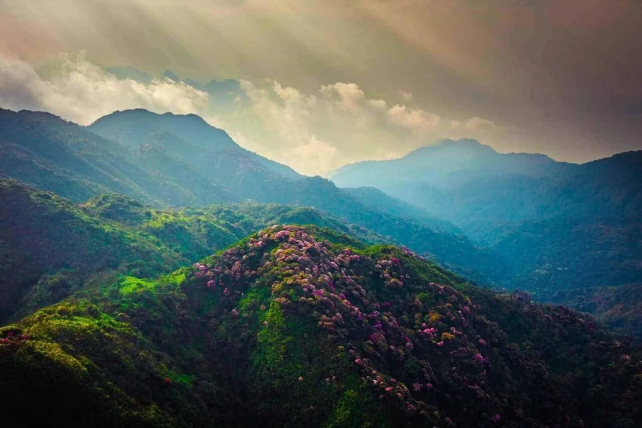 Rhododendron forests