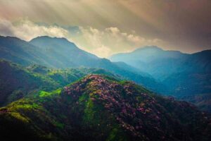 Rhododendron forests