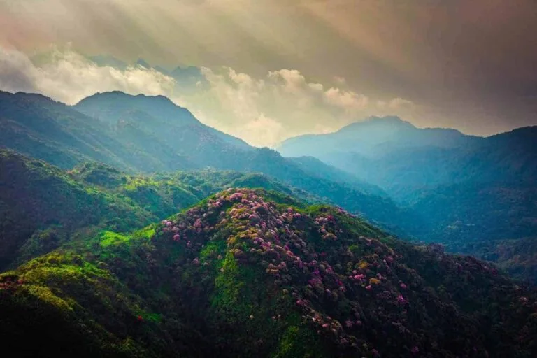Rhododendron forests