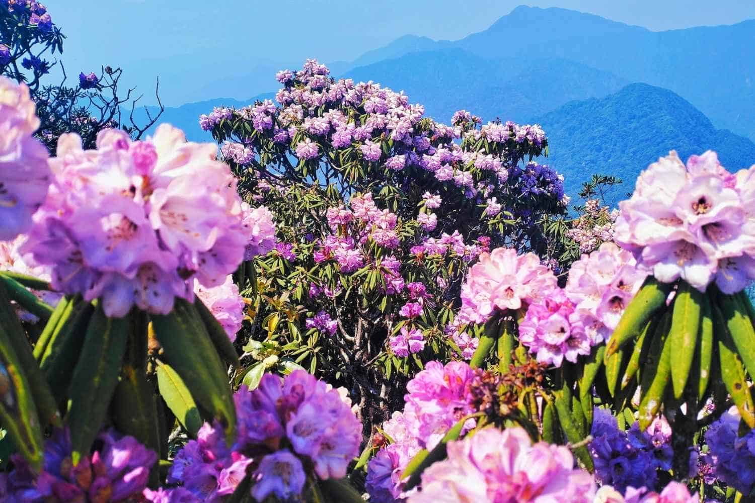 Rhododendron season