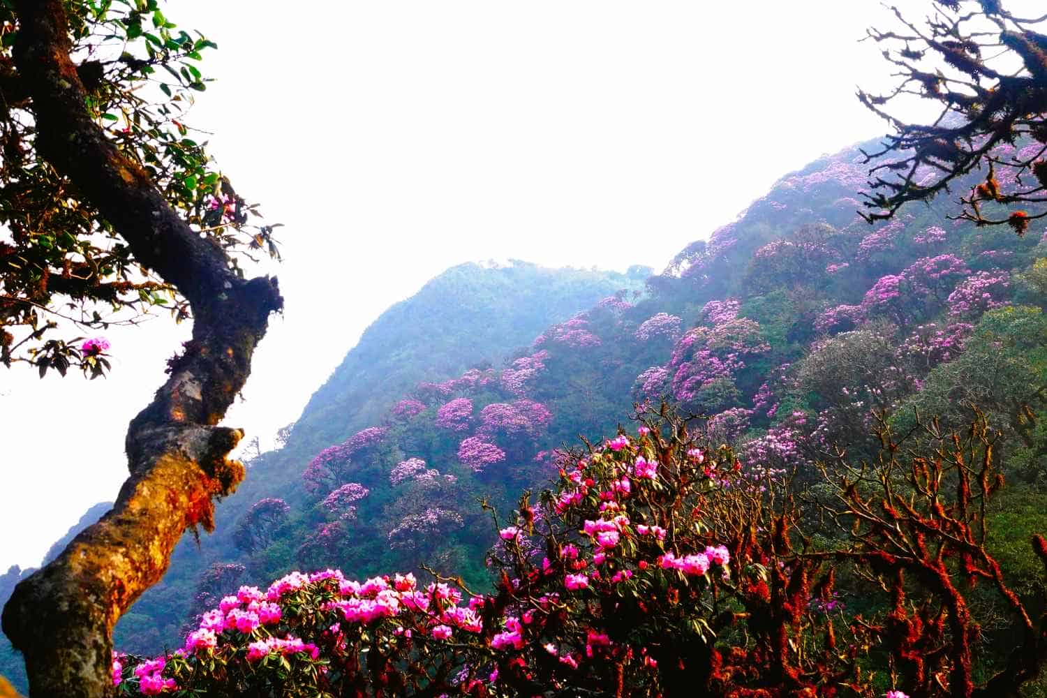Sunlight through the forest creates a magical atmosphere during blooming season